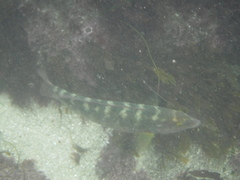 Halichoeres semicinctus