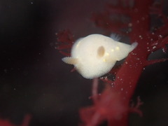 Cadlina modesta