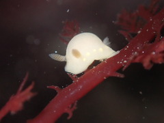 Cadlina modesta