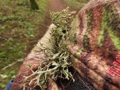 Platismatia stenophylla