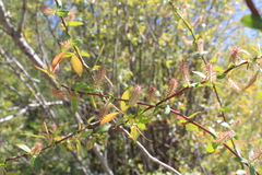 Salix prolixa