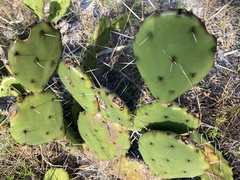 Opuntia austrina