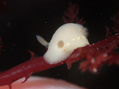 Cadlina modesta