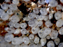 Pycnoclavella stanleyi