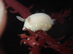 Cadlina modesta