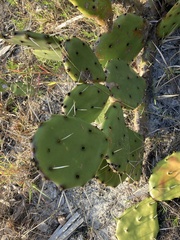 Opuntia austrina