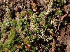 Selaginella cinerascens
