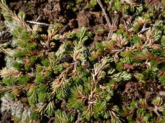 Selaginella cinerascens