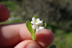 Plagiobothrys collinus californicus