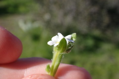 Plagiobothrys collinus californicus