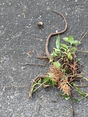 Euprepiophis conspicillata