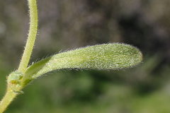 Plagiobothrys collinus californicus