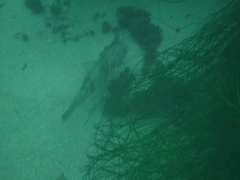 Paralabrax nebulifer