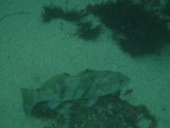 Paralabrax nebulifer