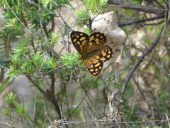 Heteronympha paradelpha
