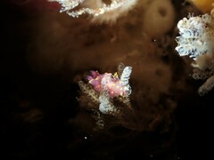 Polycera maddoxi