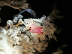 Polycera maddoxi