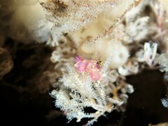 Polycera maddoxi