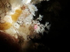 Polycera maddoxi