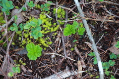 Rubus chamaemorus