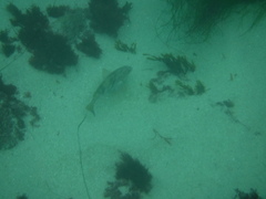 Paralabrax nebulifer