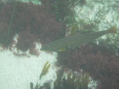 Halichoeres semicinctus