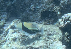 Rhinecanthus rectangulus