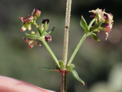 Galium nuttallii