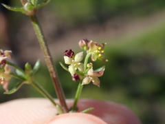 Galium nuttallii