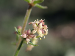 Galium nuttallii