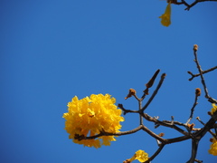 Handroanthus guayacan