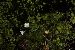 Cardamine dentata