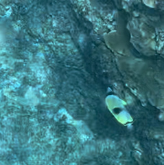 Chaetodon unimaculatus