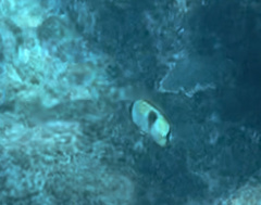 Chaetodon unimaculatus