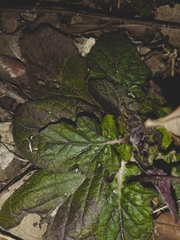 Salvia lyrata