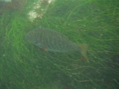 Kyphosus azureus
