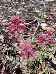 Pedicularis densiflora