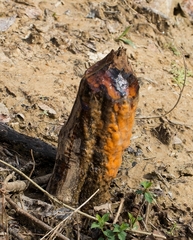 Fusicolla merismoides