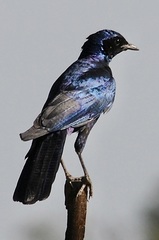 Lamprotornis australis