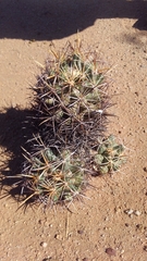 Coryphantha robustispina robustispina
