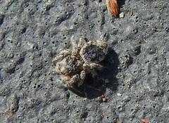 Habronattus hirsutus