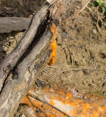 Fusicolla merismoides