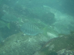 Kyphosus azureus