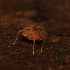 Phalangodidae