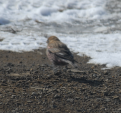 Leucosticte arctoa