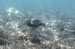 Rhinecanthus rectangulus