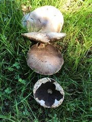 Agaricus