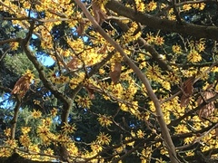Hamamelis japonica