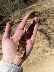 Lysiloma divaricatum