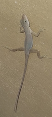 Anolis cupreus